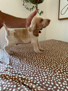 Male Pup 2